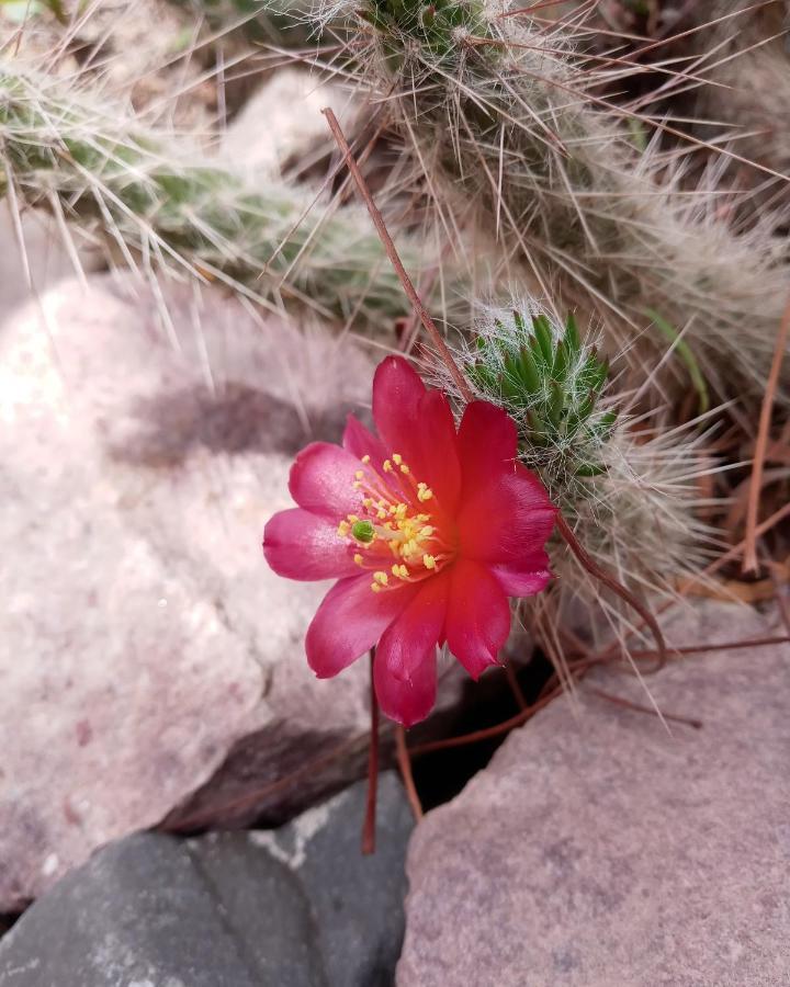 Cabana Flor De Cardon-Juella. Eksteriør billede